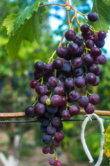 Ripe grapes