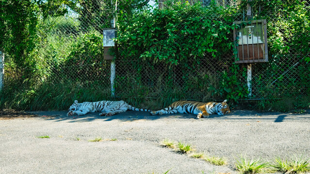 暑さでやられたとら