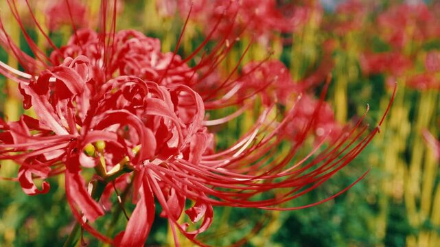 Red spider lily or cluster amaryllis flowers blooming in the blue sky in autumn or fall, Higanbana or lycoris	