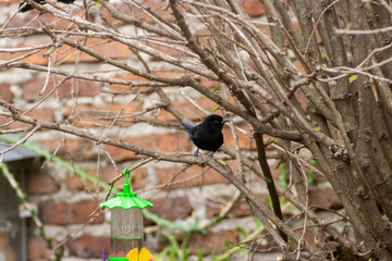 Pájaro negro posado en un árbol