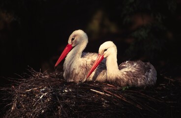 Zwei Störche im Nest