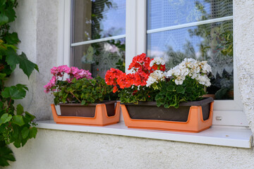 Colorful pelargonium in a flowerpot by the window outside.