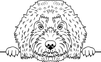 Peeking Goldendoodle