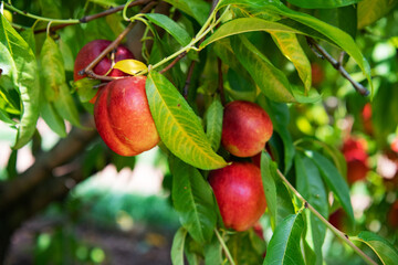 Juicy ripe peaches on a peach tree.
