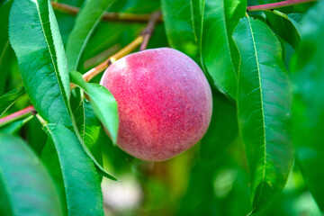 Ripe peaches on a branch among leaves.