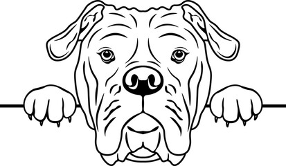 Peeking Old Tyme Bulldog