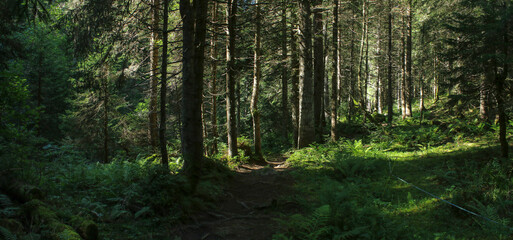 Alpine Forest Scene