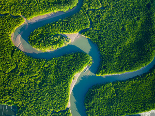 Amazing abundant mangrove forest, Aerial view of forest trees Rainforest ecosystem and healthy...