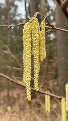 Blüten