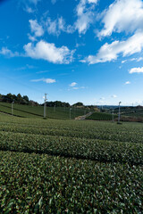 青空の下に広がる静岡県の広大な茶畑