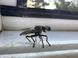 mosquito bug with wings