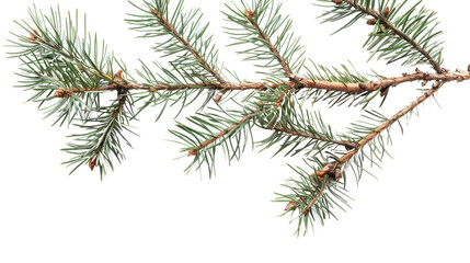 Fir Branch pine cone tree isolated on white background