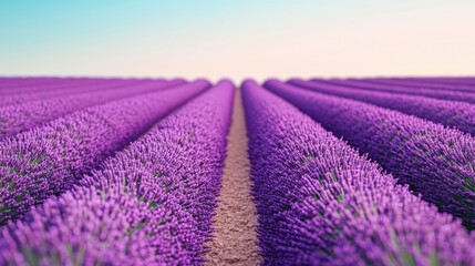 Obraz premium Field of lavender in bloom, rows of purple flowers, bee buzzing around, clear sky