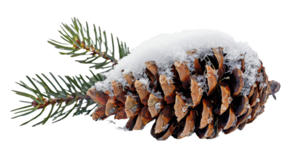 Pine cone with snow isolated on white background