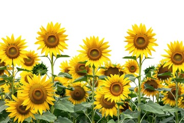 Obraz premium A beautiful field of sunflowers under a clear blue sky