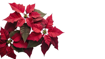 Red poinsettia plant isolated on white background 