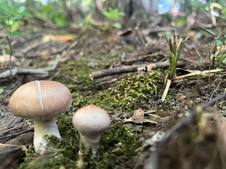 Two Mushrooms