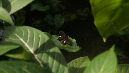 butterfly in shade