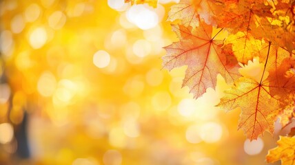 Fototapeta premium Autumn leaves with bright sunlight creating bokeh effect