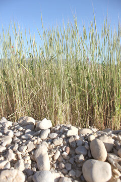Sanpete County, Utah Field Grass, Sage Brush and Rabbit Brush Bushes, Soft Landscape Background