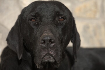 portrait of retriever