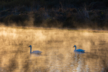 日本の風景・冬　早朝の川霧に佇む白鳥