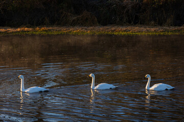 日本の冬の風物詩　白鳥