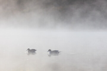 日本の風景・冬　早朝の川霧に佇むカモ
