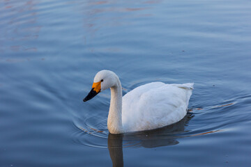 Obraz premium 日本の冬の風物詩 白鳥
