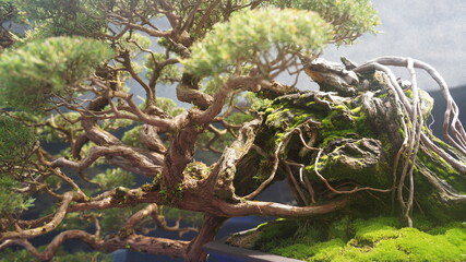 bonsai tree