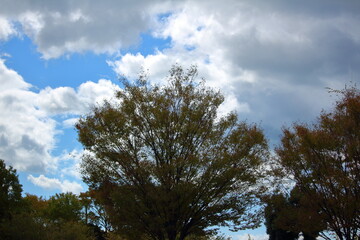 曇り空と大きな木