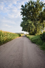 Road through the fields