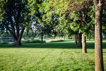 trees in the park