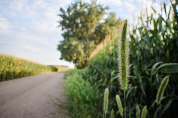 path in the countryside