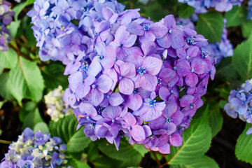 blue hydrangea flowers