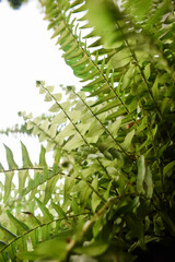 green fern leaves