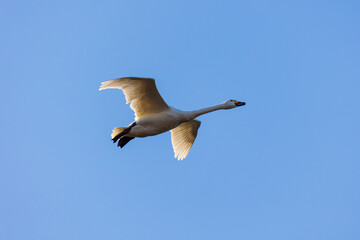 日本の冬の風物詩　白鳥