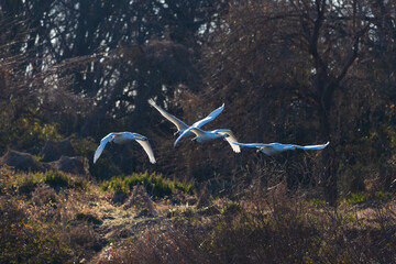 日本の風景・冬　白鳥の飛翔