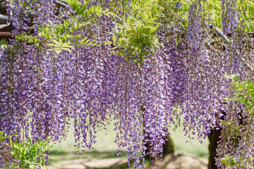 美しい藤棚