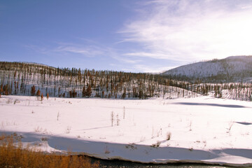 fire damaged Colorado forest in winter