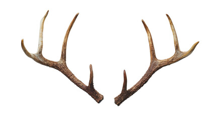 Reindeer Horns isolated on white background
