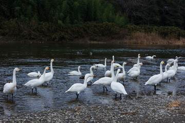 日本の冬の風物詩　白鳥