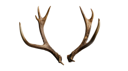 Reindeer Horns isolated on white background