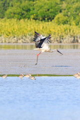 Oriental Stork Takes Flight: A Majestic Bird in Action