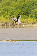 Oriental Stork in Flight Over Wetlands Area, Mai Po Natural Reserve, Hong Kong