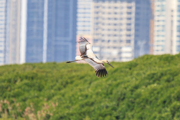 Oriental Stork in Flight Over Wetlands Area, Mai Po Natural Reserve, Hong Kong