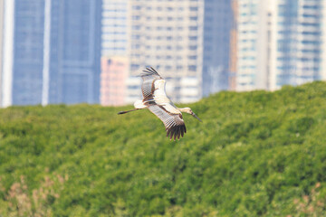 Oriental Stork in Flight Over Wetlands Area