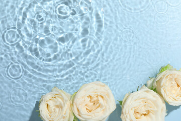 Beautiful rose flowers in water on light blue background, top view. Space for text