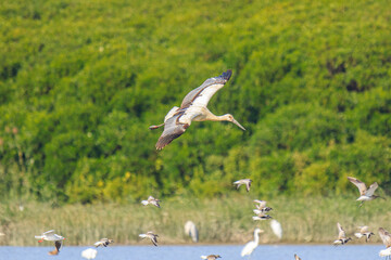 Oriental Stork in Flight Over Wetlands Area