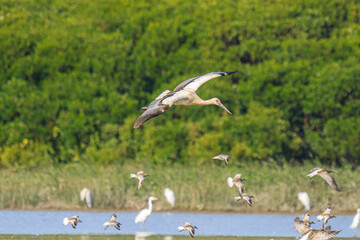 Oriental Stork in Flight Over Wetlands Area, Mai Po Natural Reserve, Hong Kong
